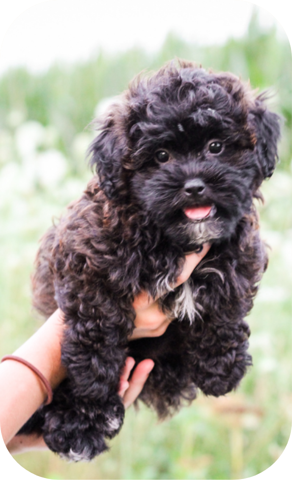 Black bichpoo deals